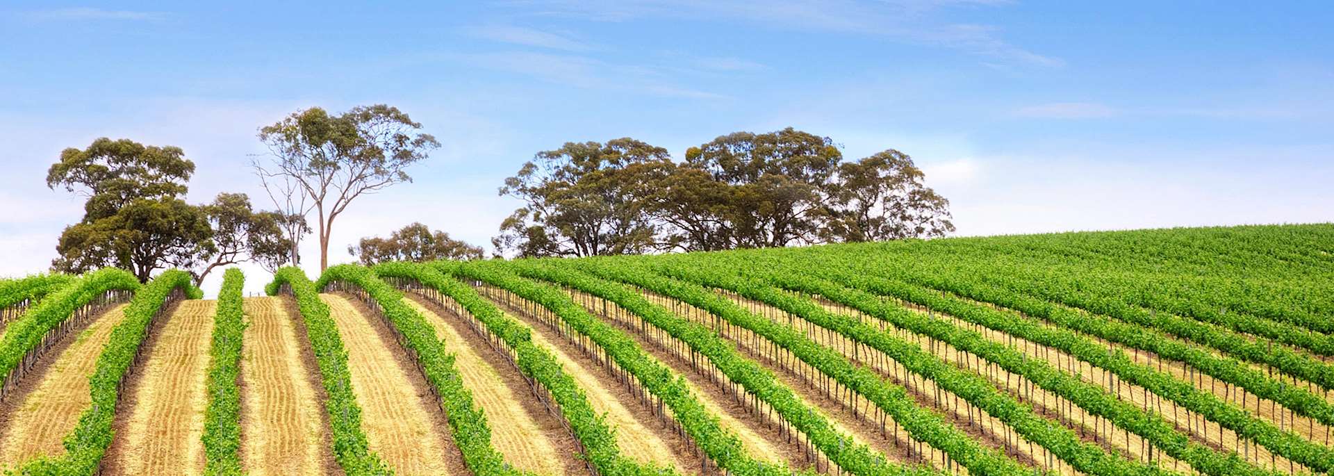 Clare Valley vineyard