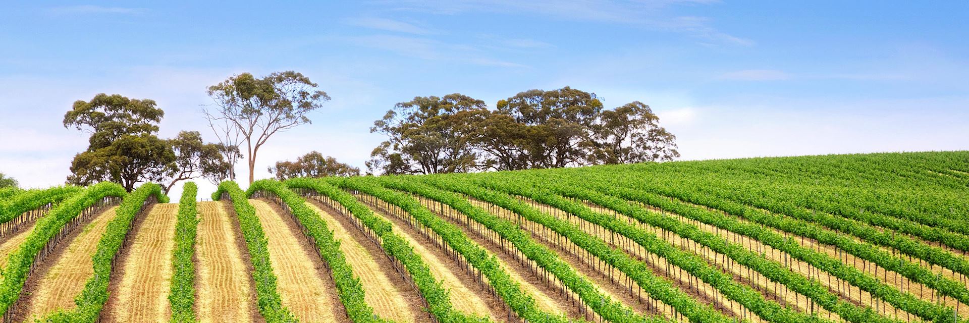 Clare Valley vineyard