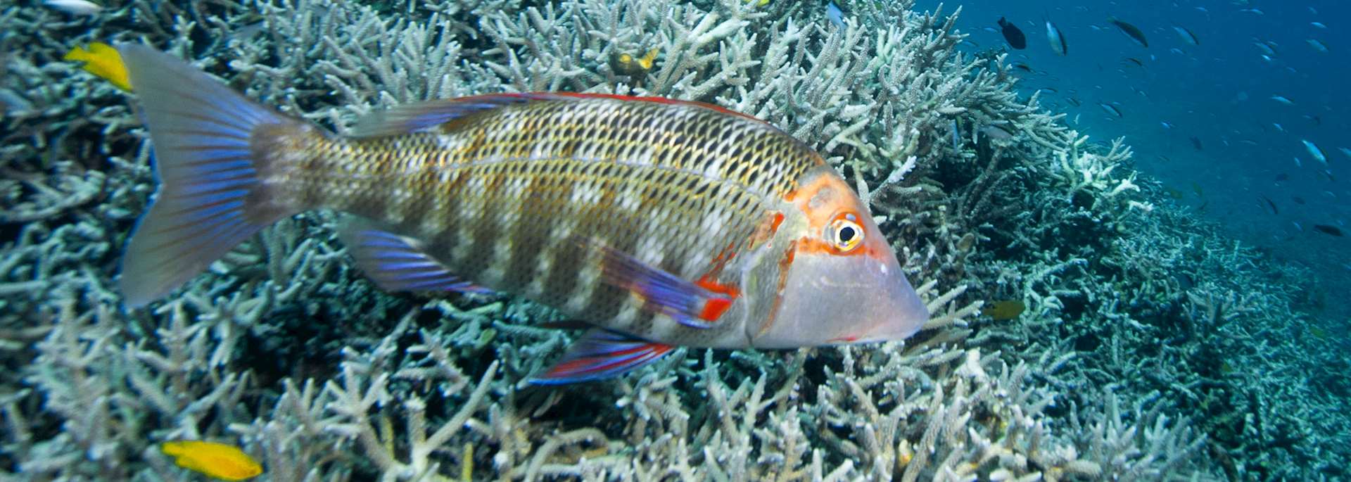 Marine life, Heron Island