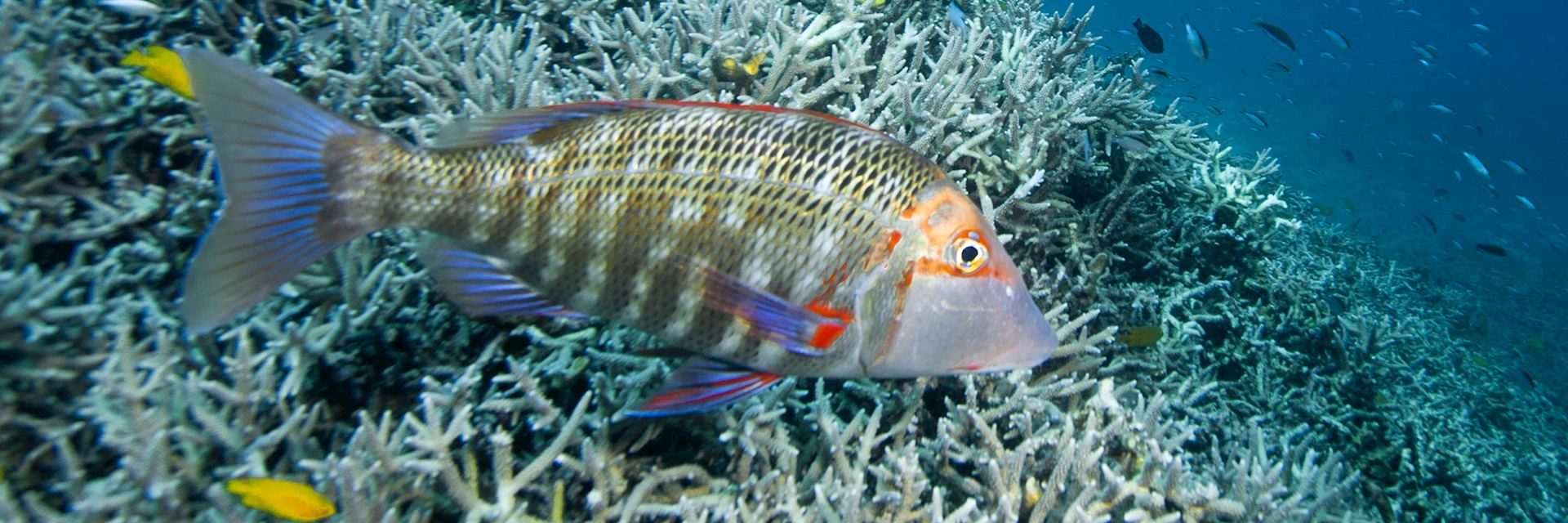 Marine life, Heron Island