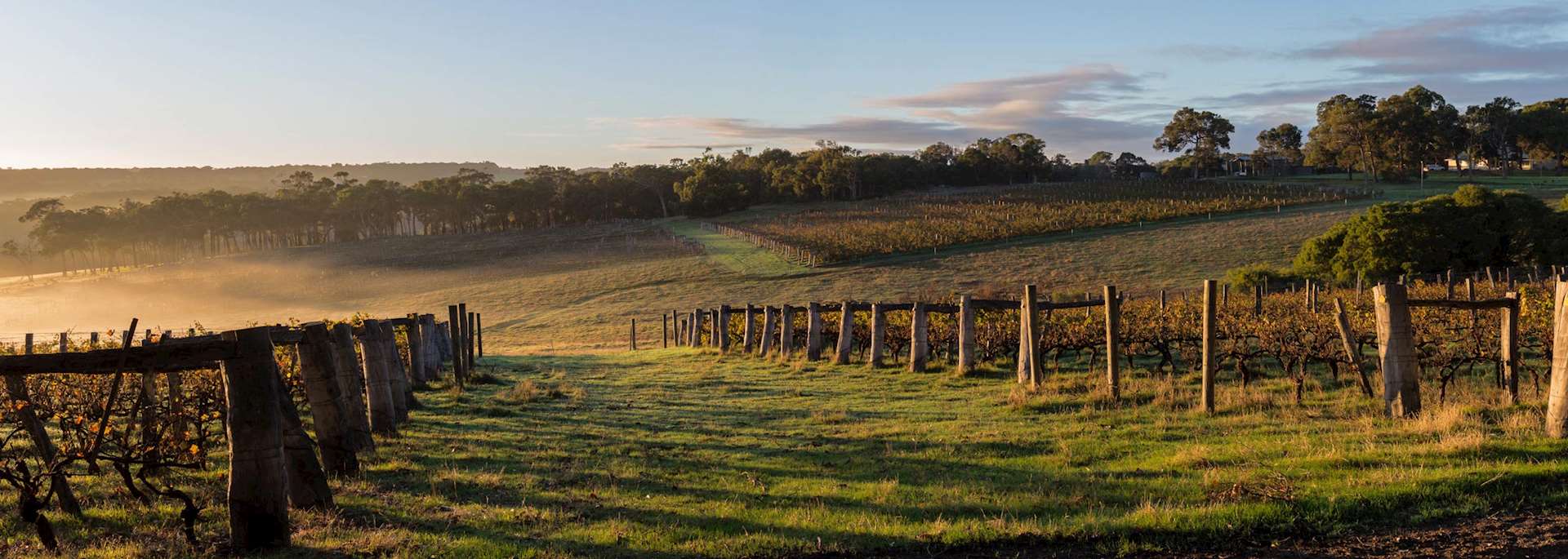 Vineyard in Margaret River, Australia