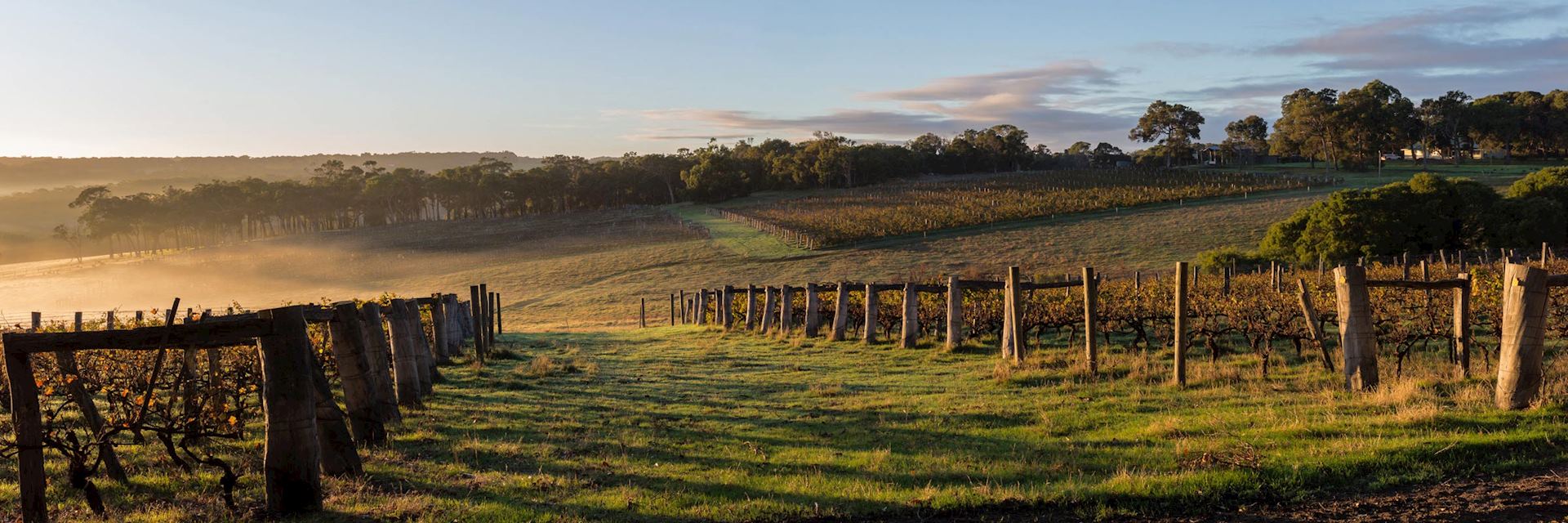 Vineyard in Margaret River, Australia