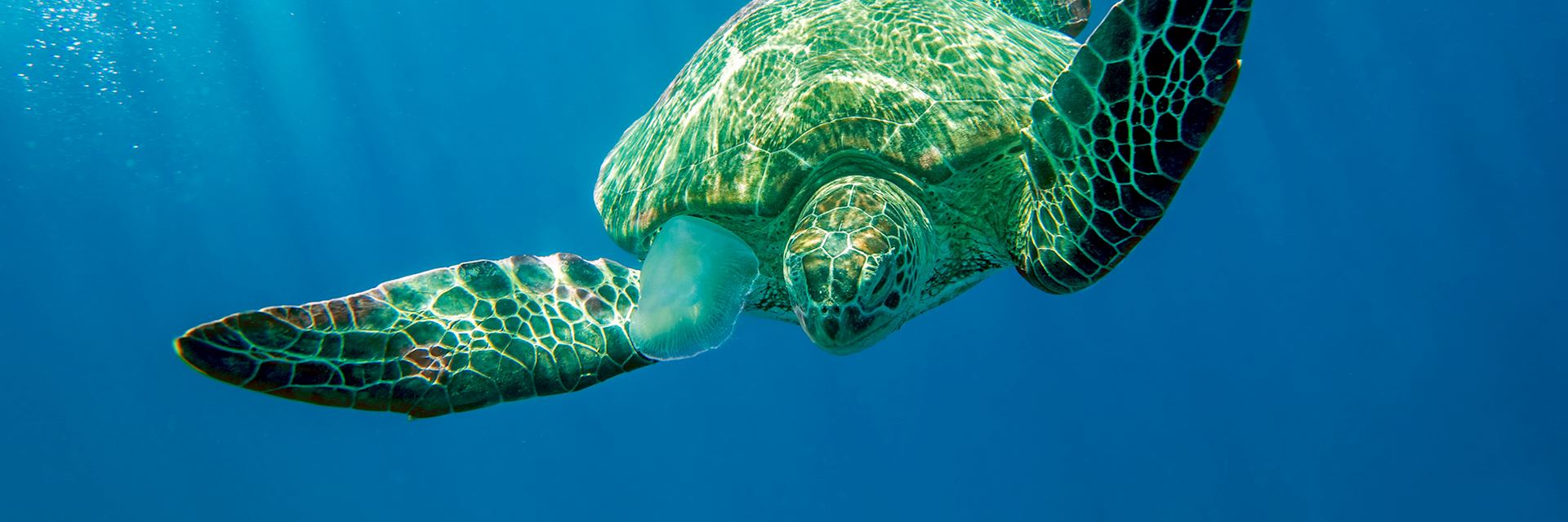 Loggerhead turtle, Cobourg Peninsula