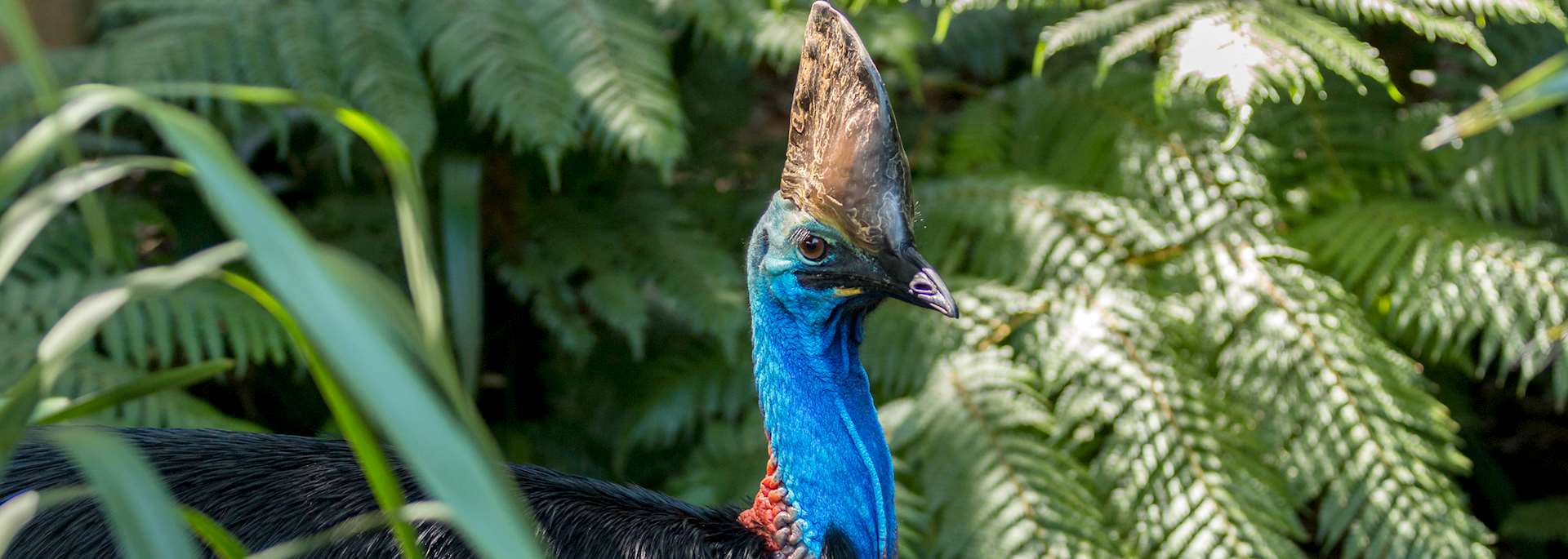 Cassowary, Daintree Rainforest