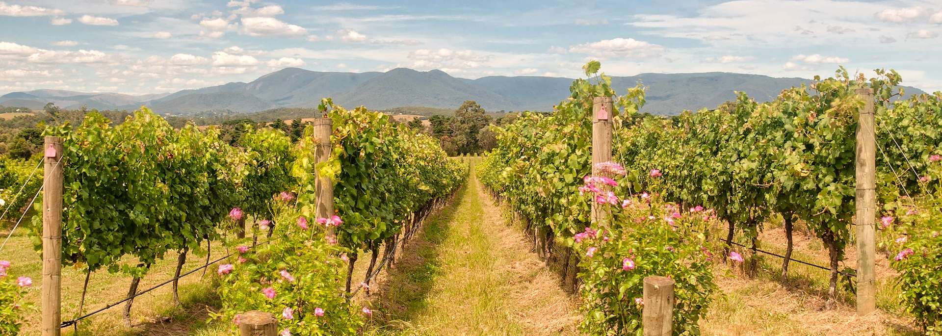Yarra Valley vineyard
