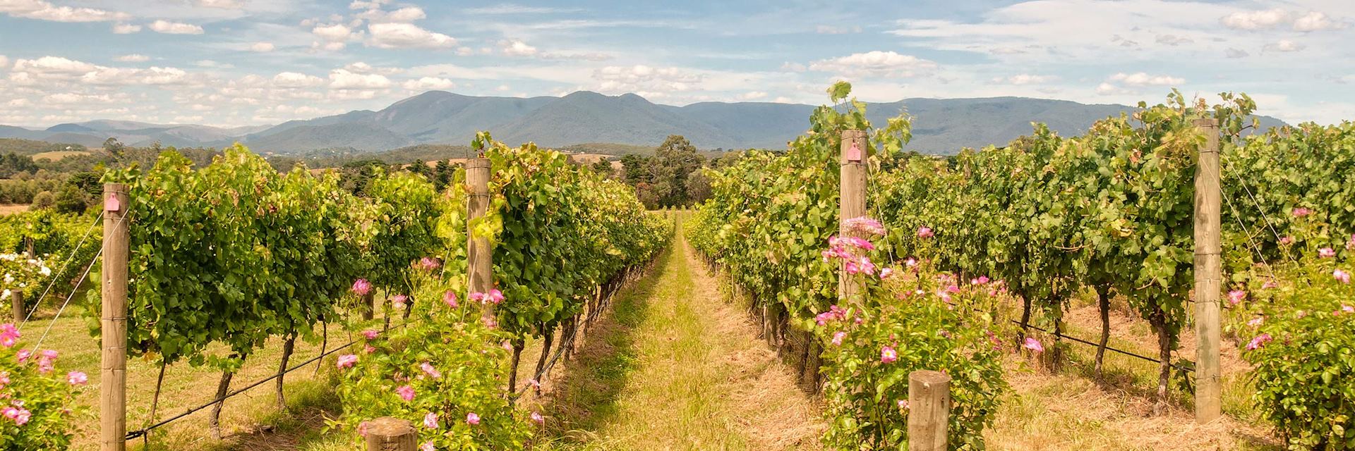 Yarra Valley vineyard