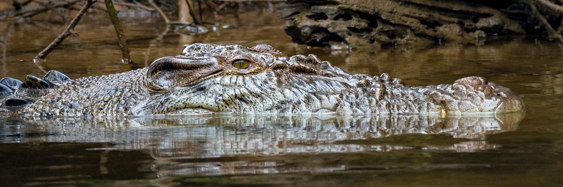 Saltwater crocodile, Daintree Forest