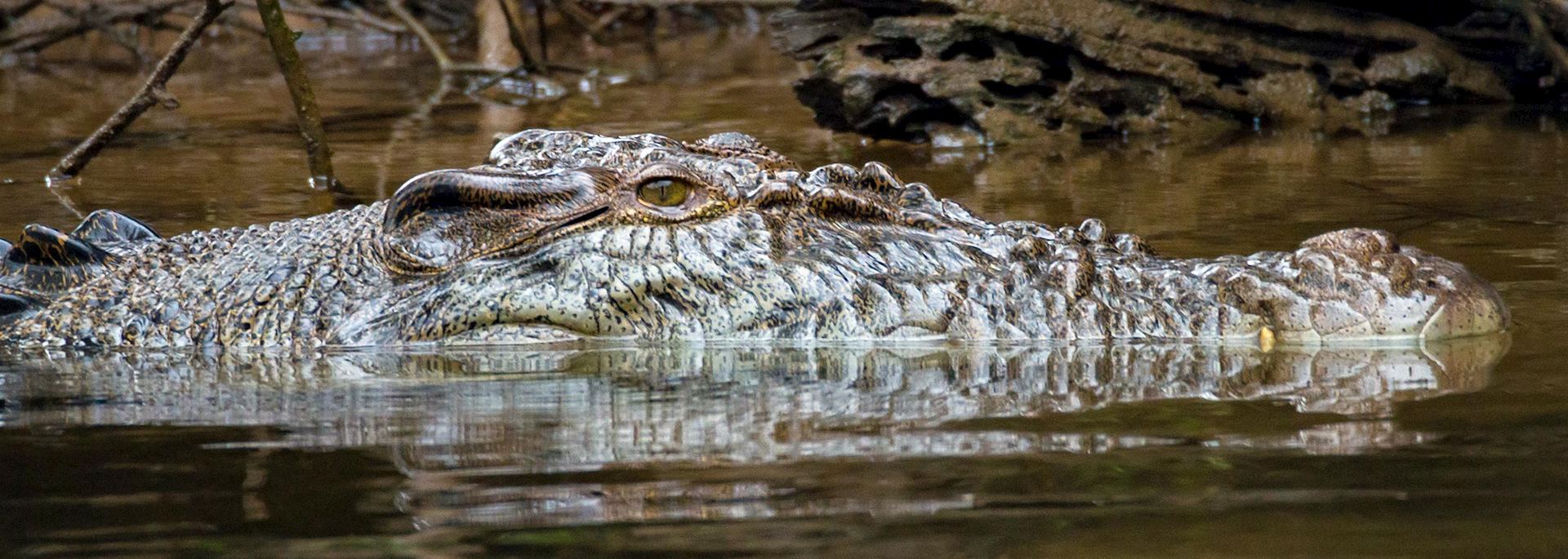 Saltwater crocodile, Daintree Rainforest