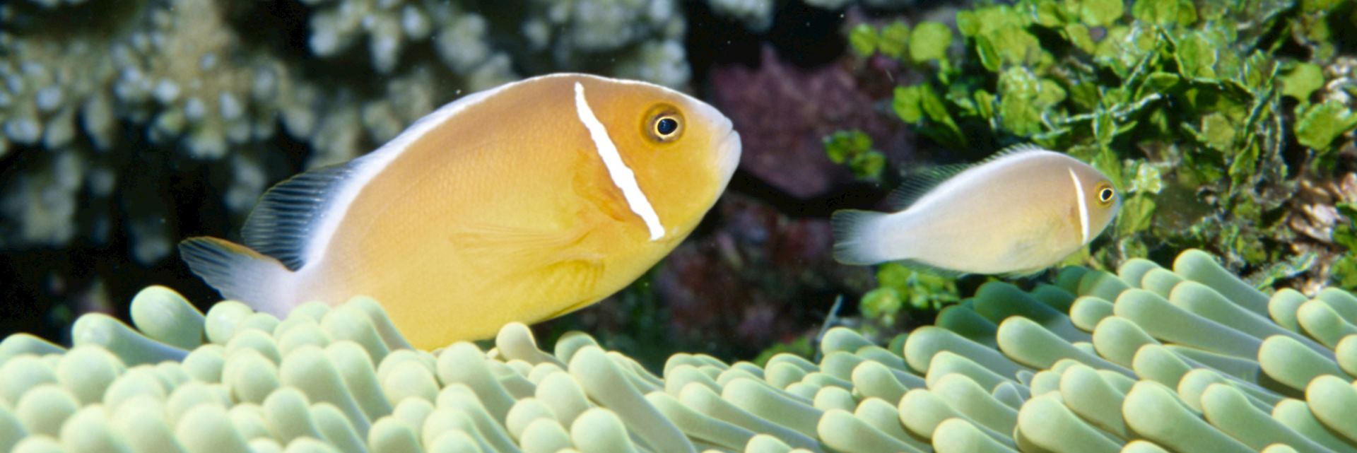 Underwater life in Fiji