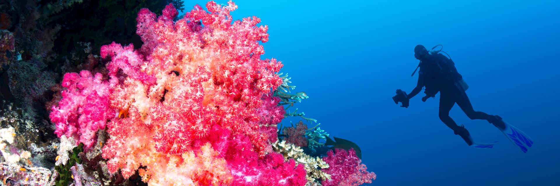 One of Fiji's many coral reefs