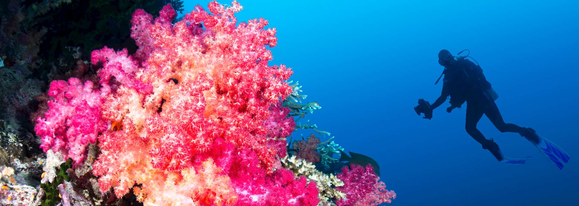 One of Fiji's many coral reefs