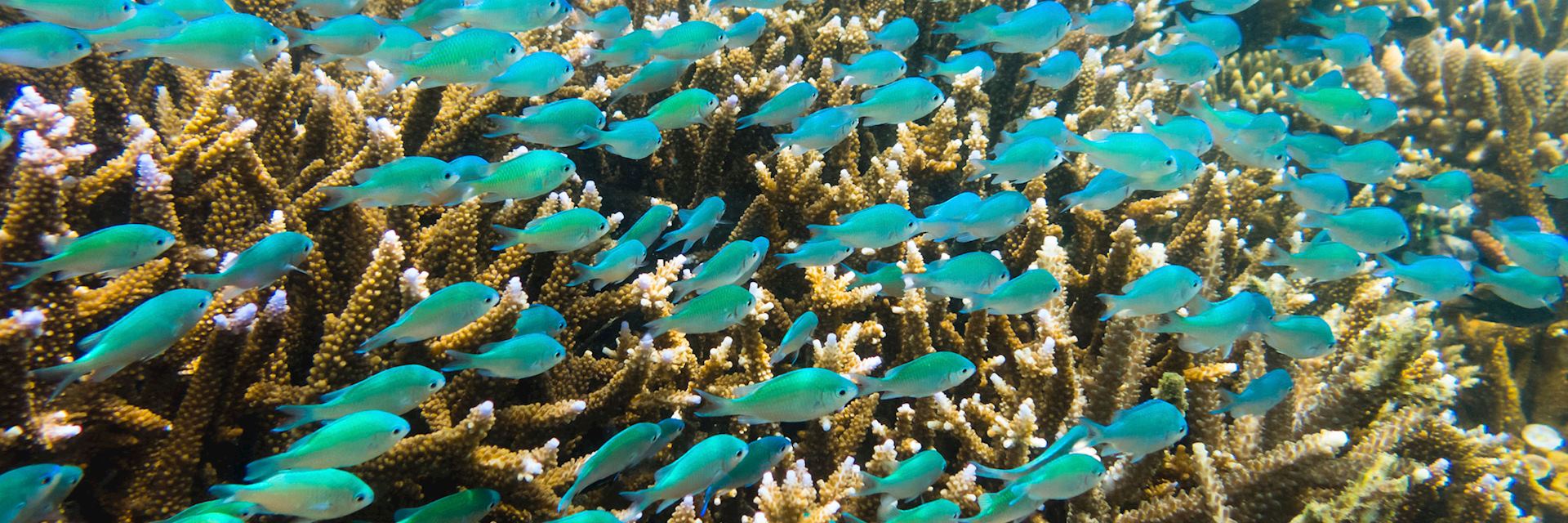 Underwater marine life in Fiji