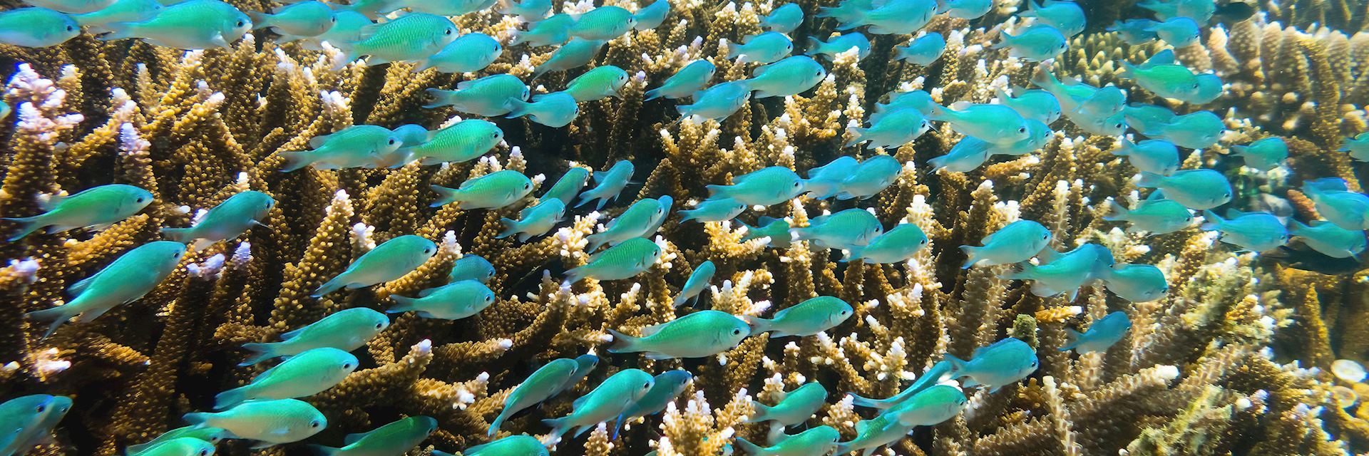 Underwater marine life in Fiji
