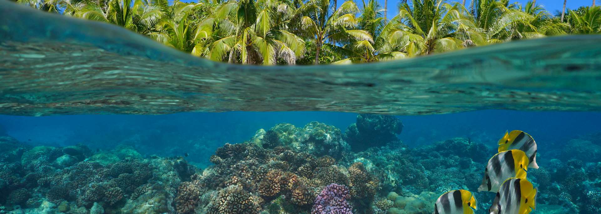 Coral reef, Taha'a