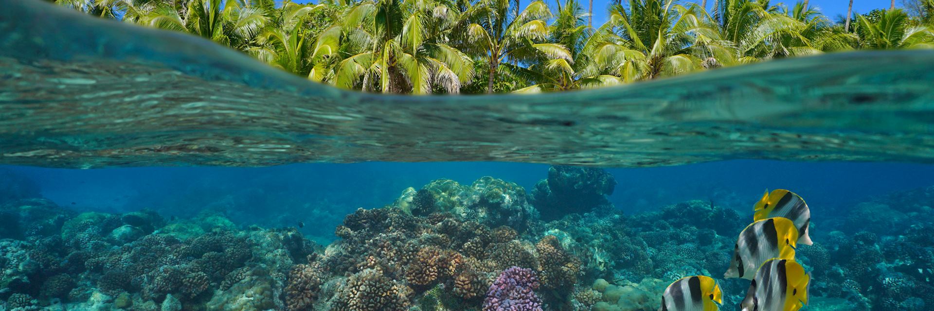 Coral reef, Taha'a
