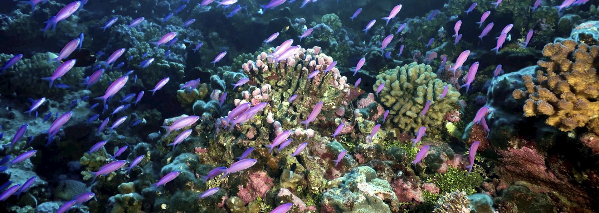 Purple Anthias fish, French Polynesia