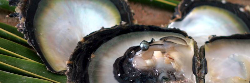 Black pearl at a pearl farm