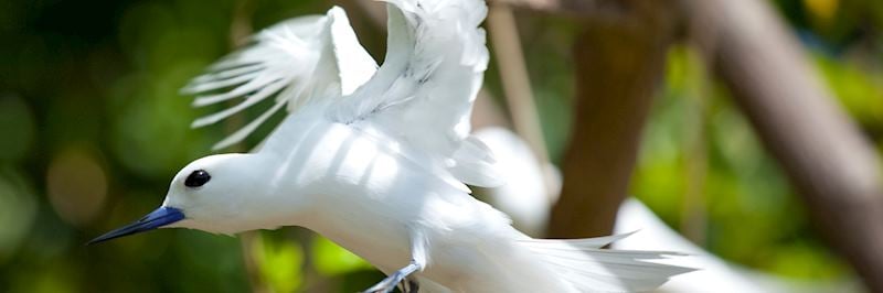 White tern