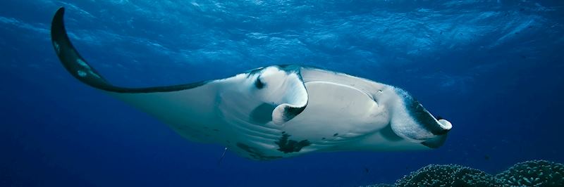 Dive with manta rays