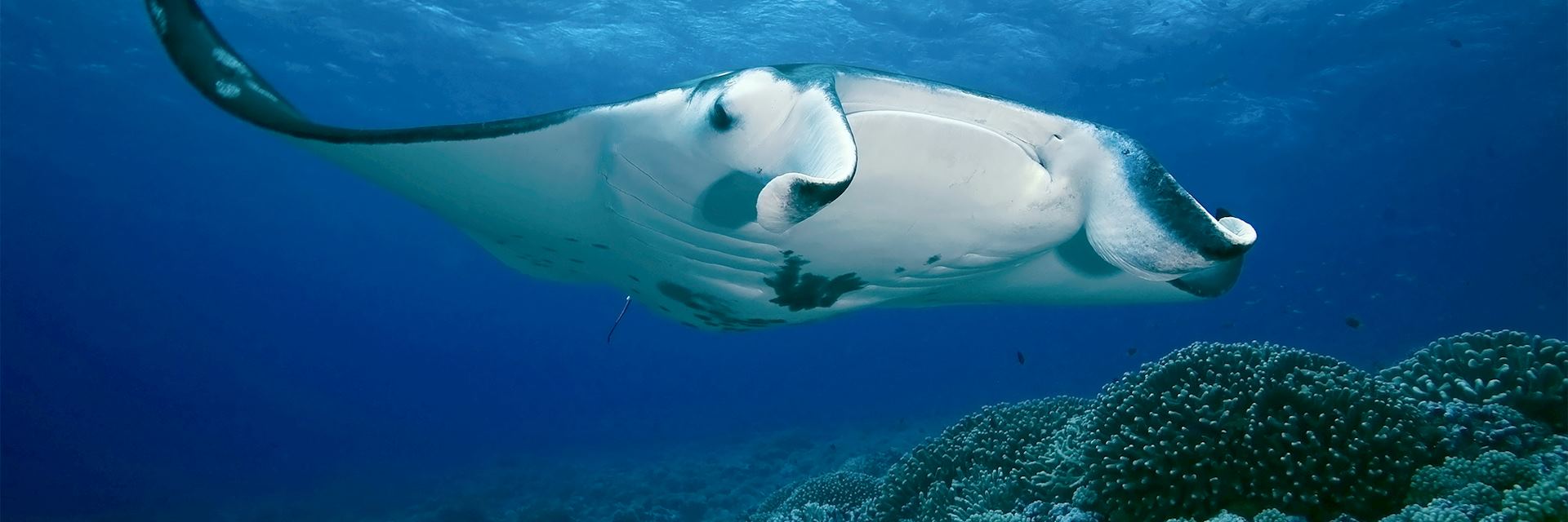 Manta ray, French Polynesia
