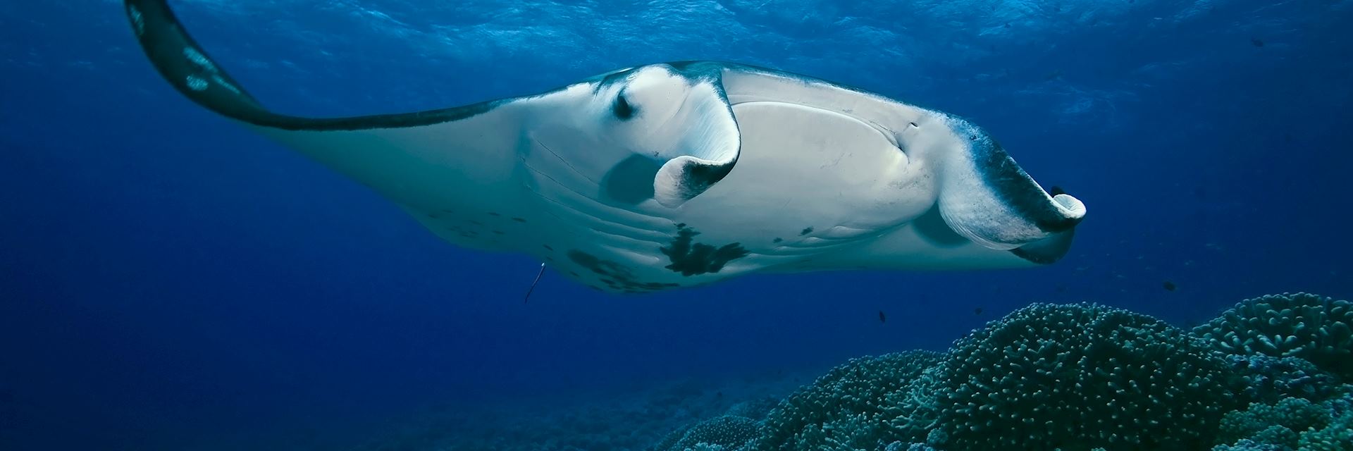 Manta ray, French Polynesia
