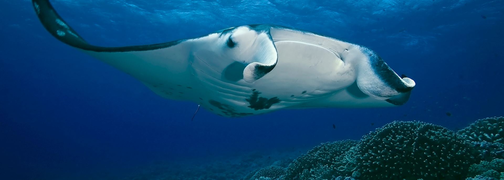 Manta ray, French Polynesia