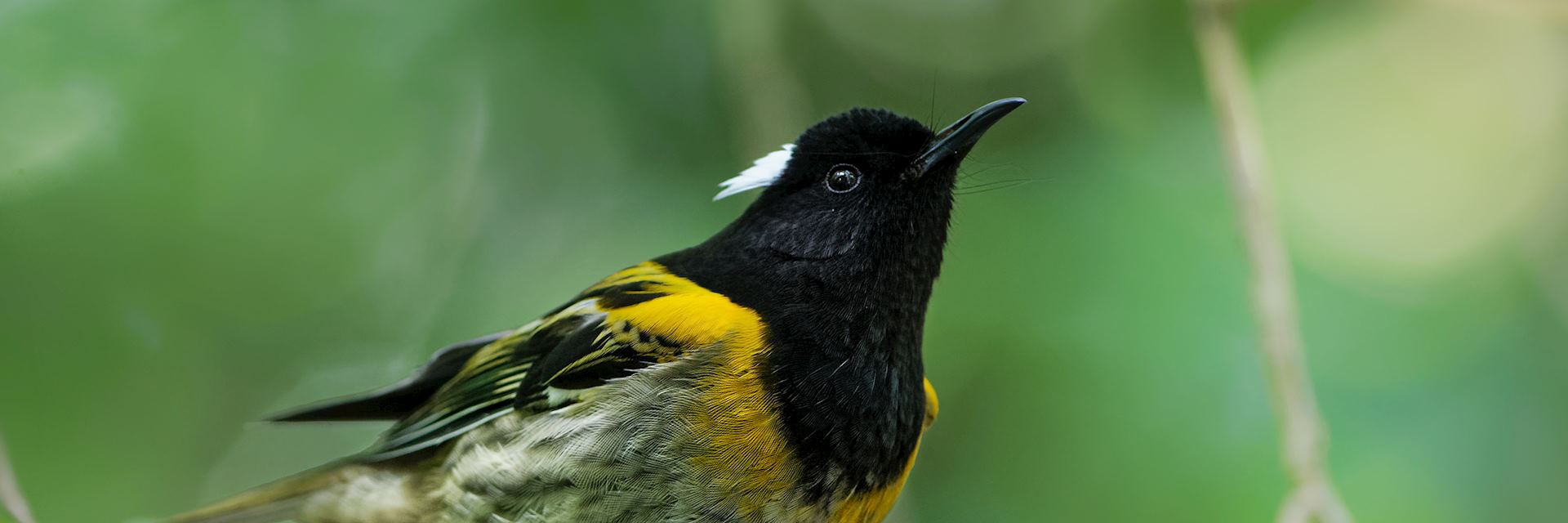 Stitchbird at Tiritiri Matangi