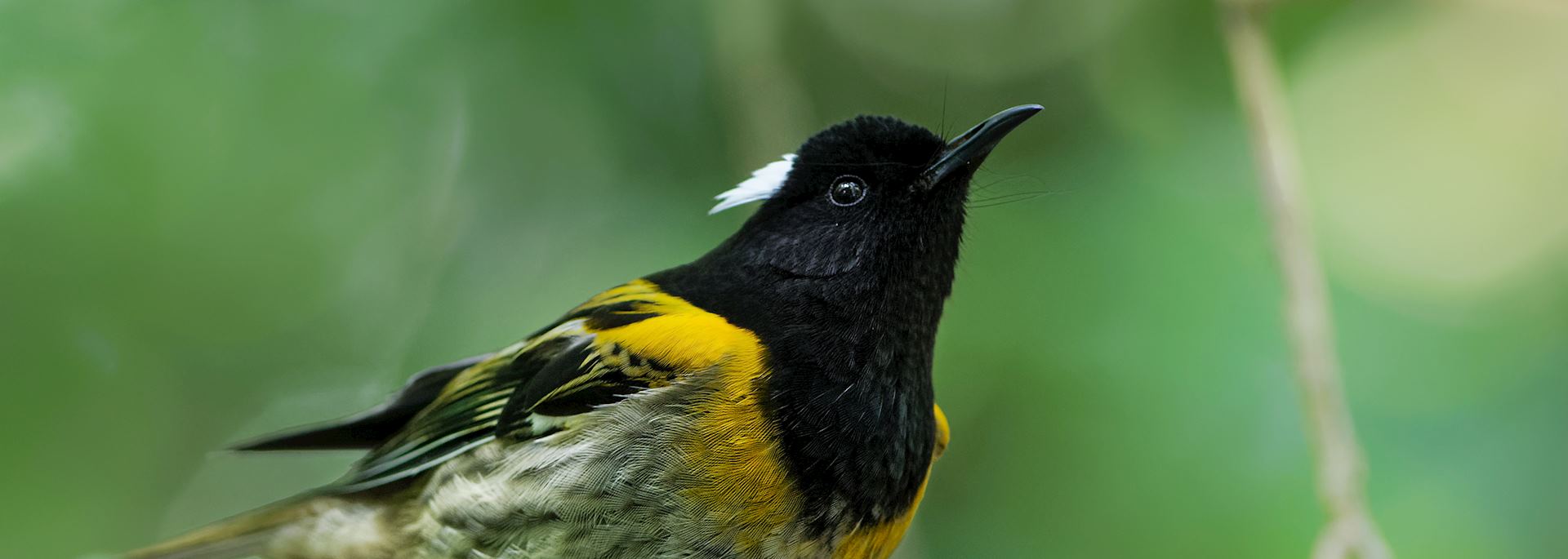 Stitchbird at Tiritiri Matangi