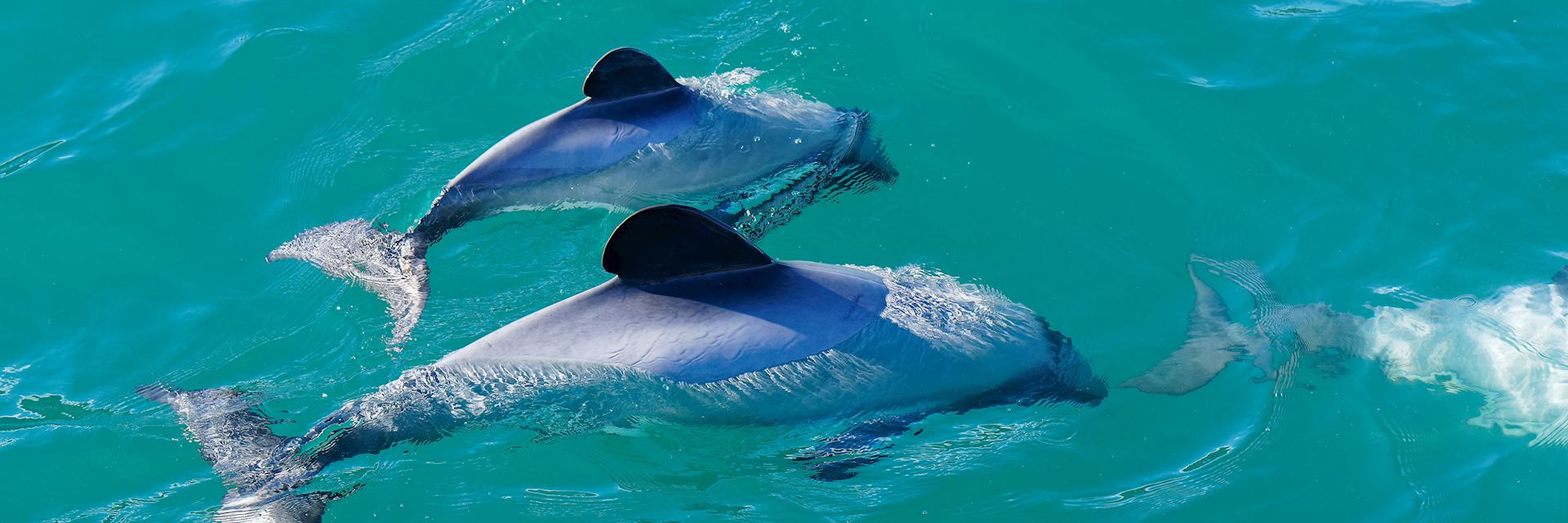 Hector's dolphins, Akaroa