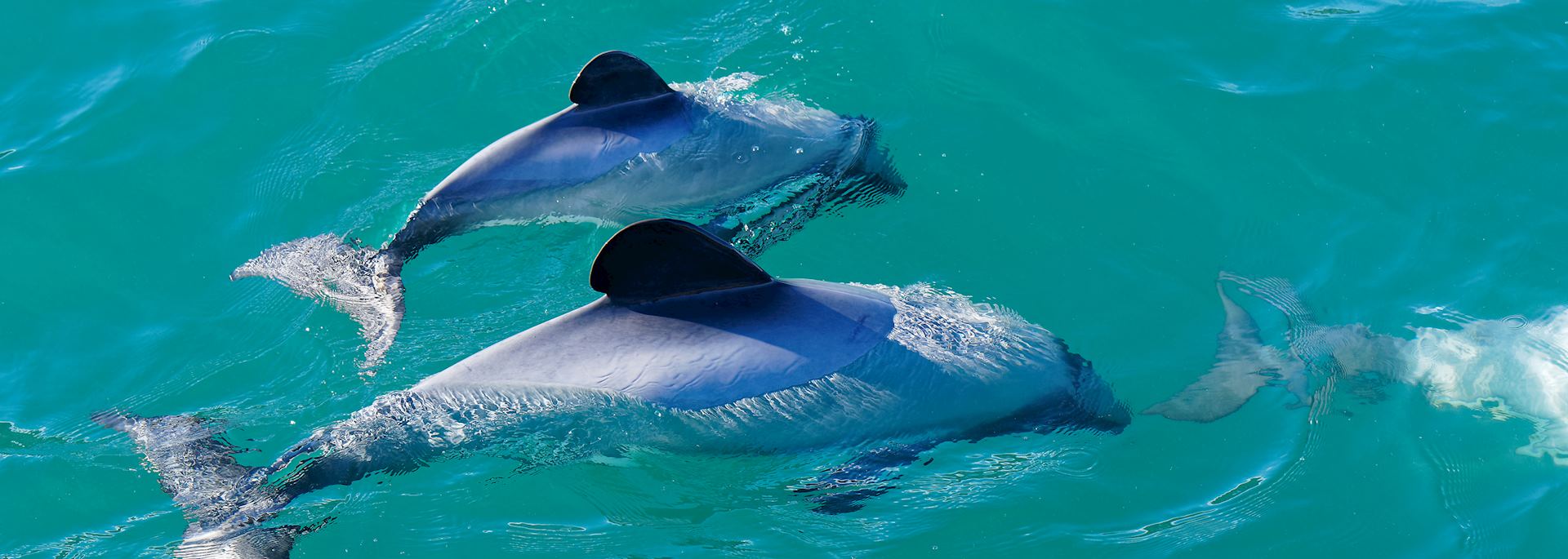 Hector's dolphins, Akaroa