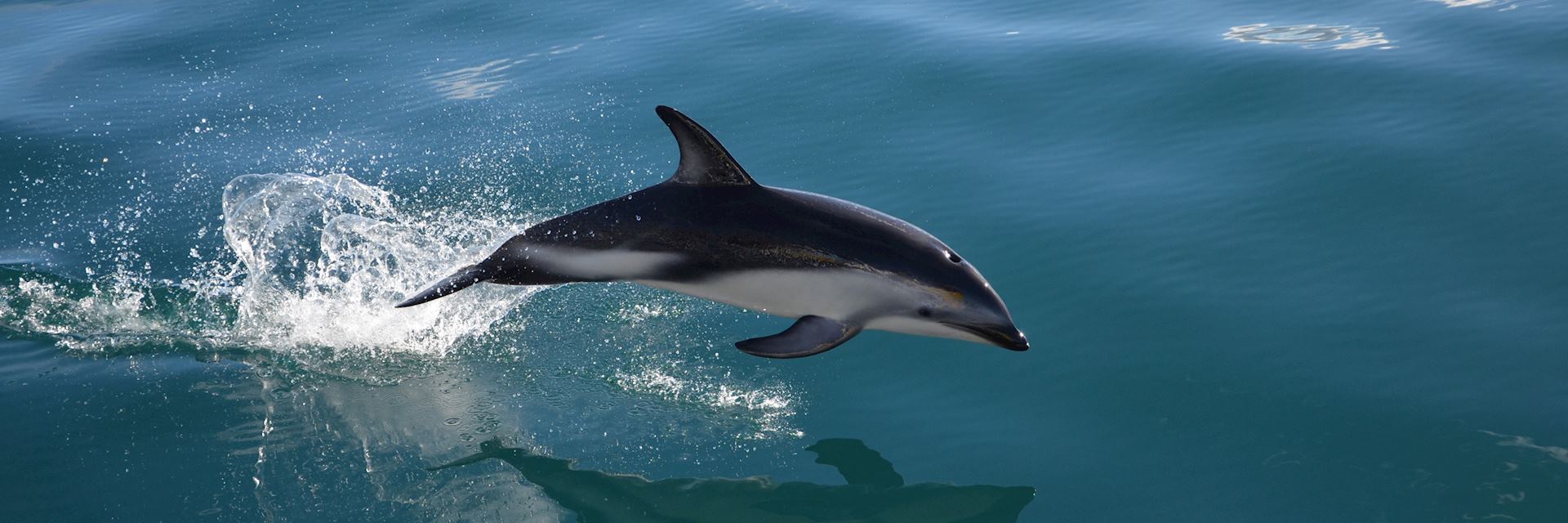 Swim with dolphins in Kaikoura