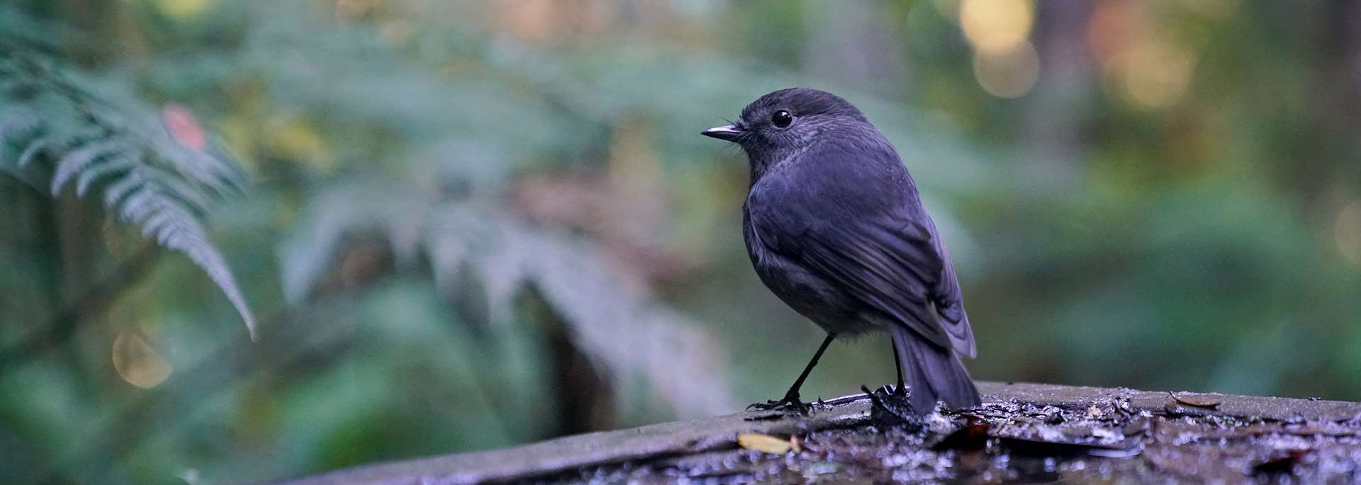 Robin, Ulva Island