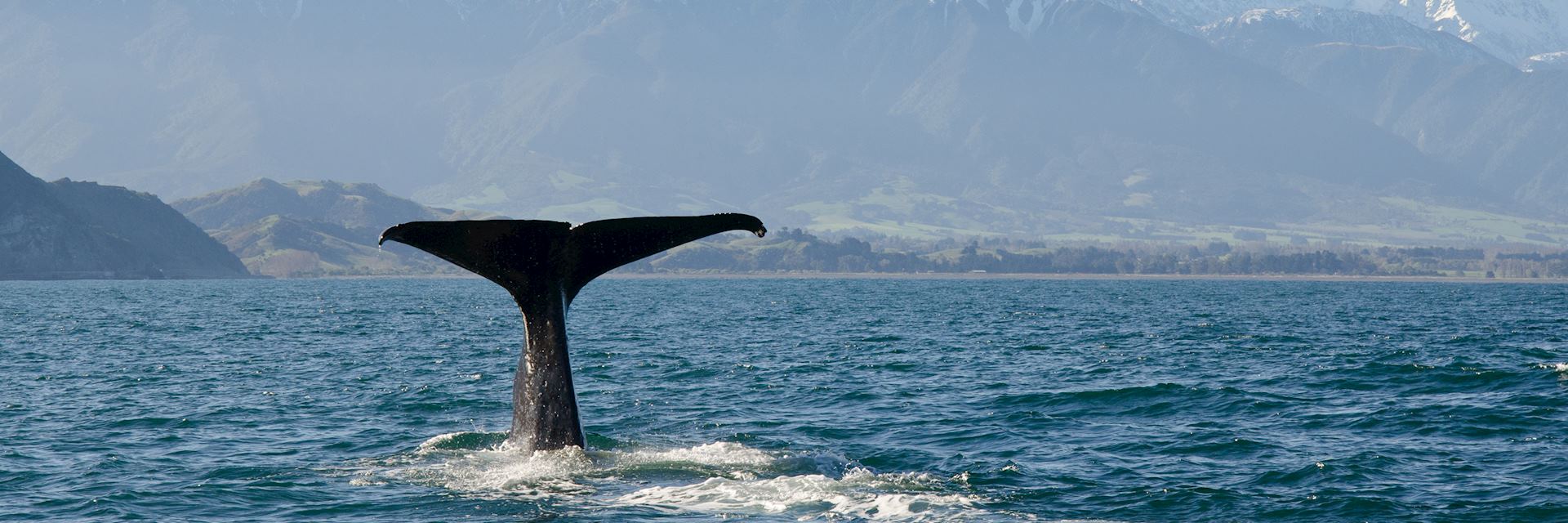 Whale in Kaikoura, New Zealand