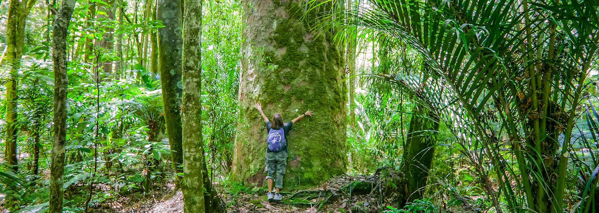 Waipoua Forest