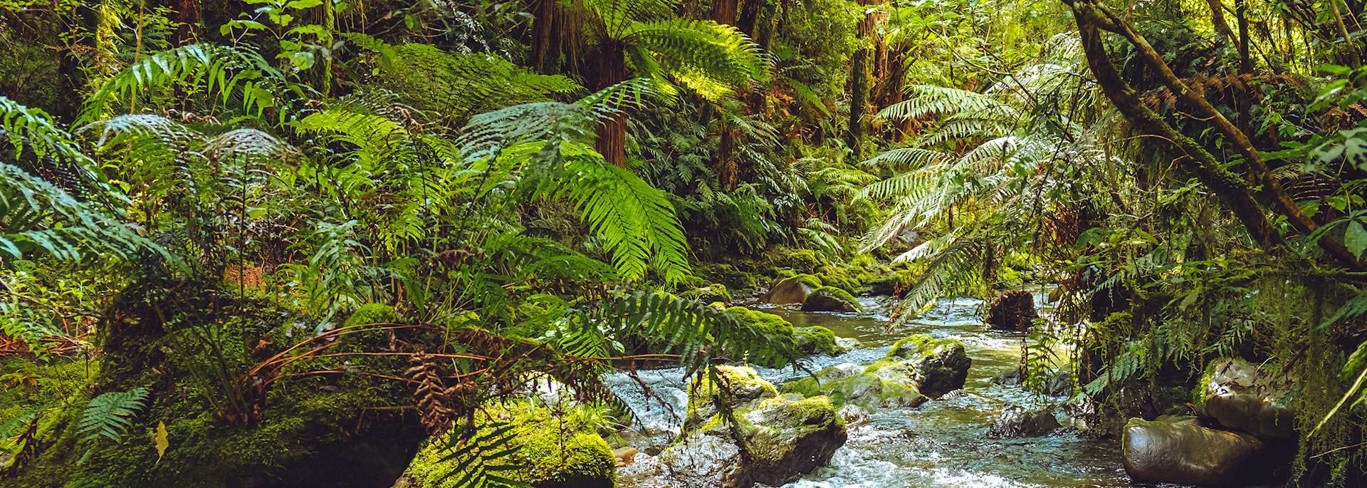 Whirinaki Forest Park