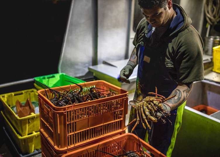 Lobster catch from the fishing port of Bluff, Southland