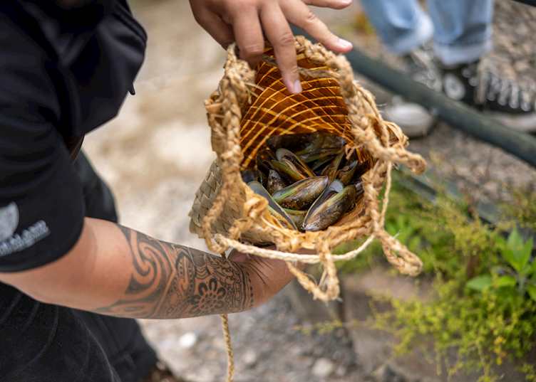 Mussels, Rotorua in the Bay of Plenty