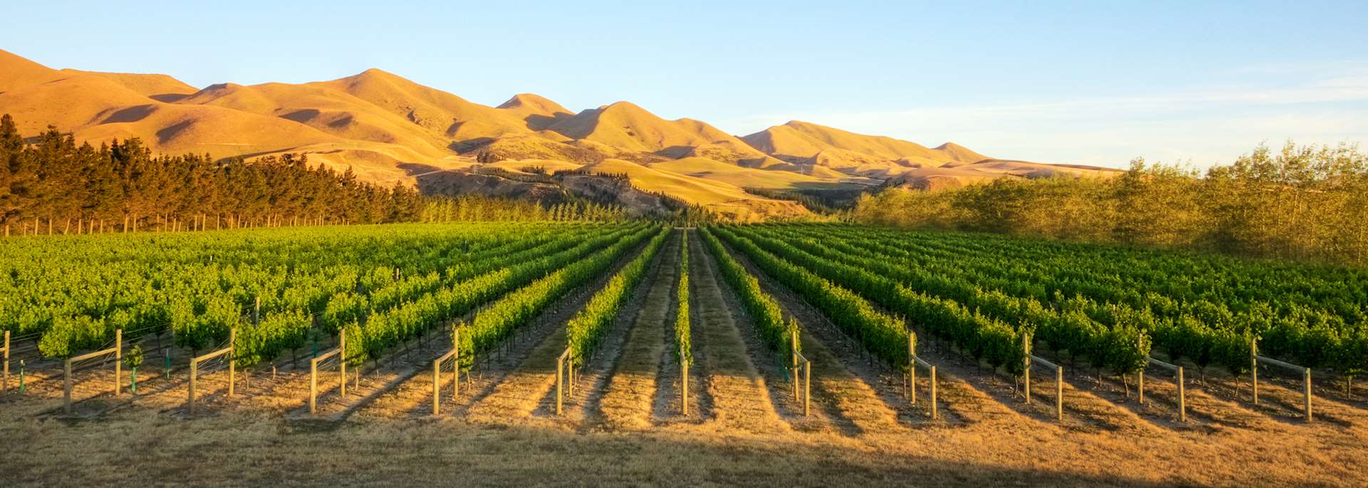 Vineyard near Waipara in North Canterbury, New Zealand