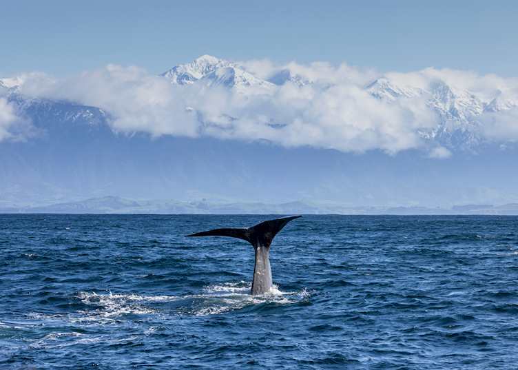 Sperm whale off the coast of Kaikoura