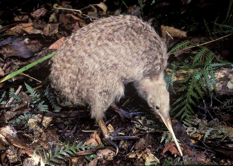 Kiwi bird