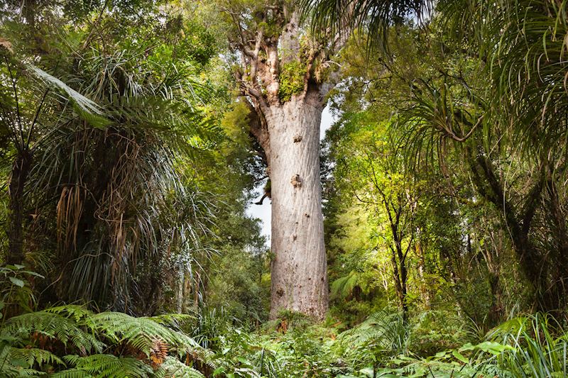 Tane Mahuta, Waipoua Forest, North Island