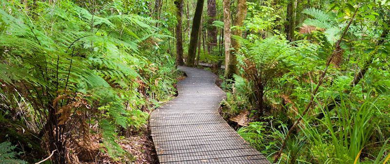 Raised boardwalk, Waipoua Forest