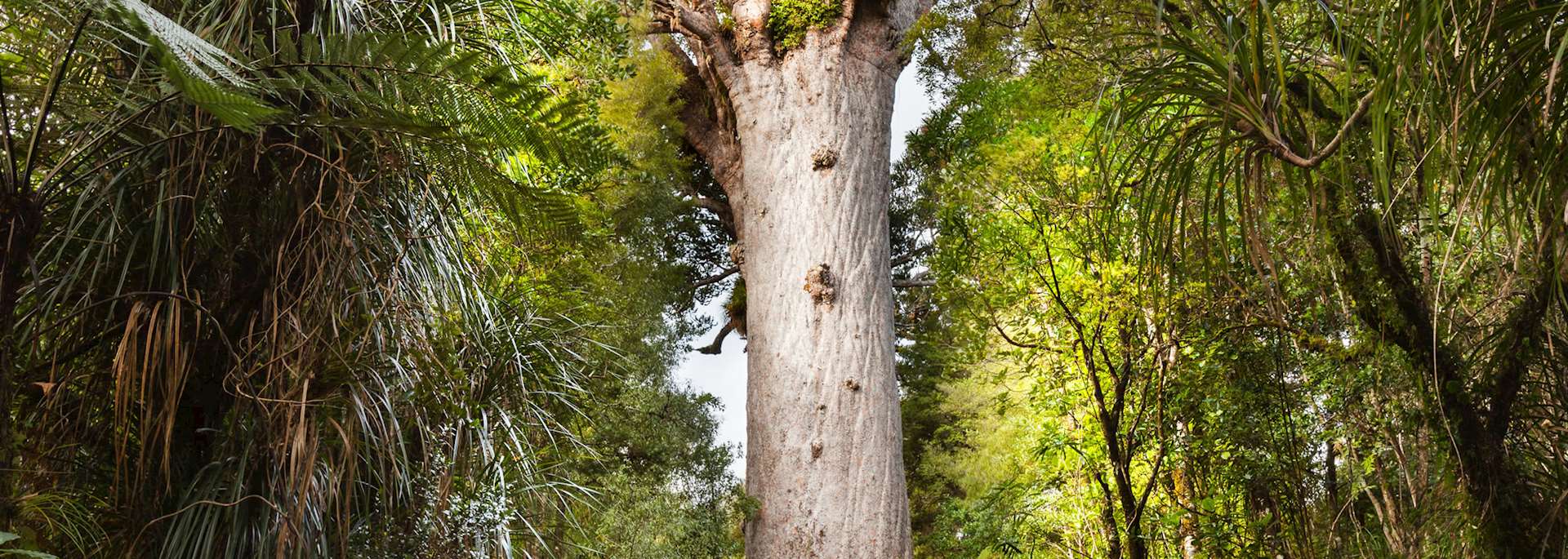 Kauri tree, Waipoua Forest