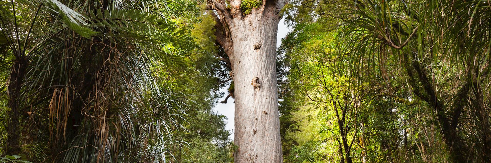 Kauri tree, Waipoua Forest