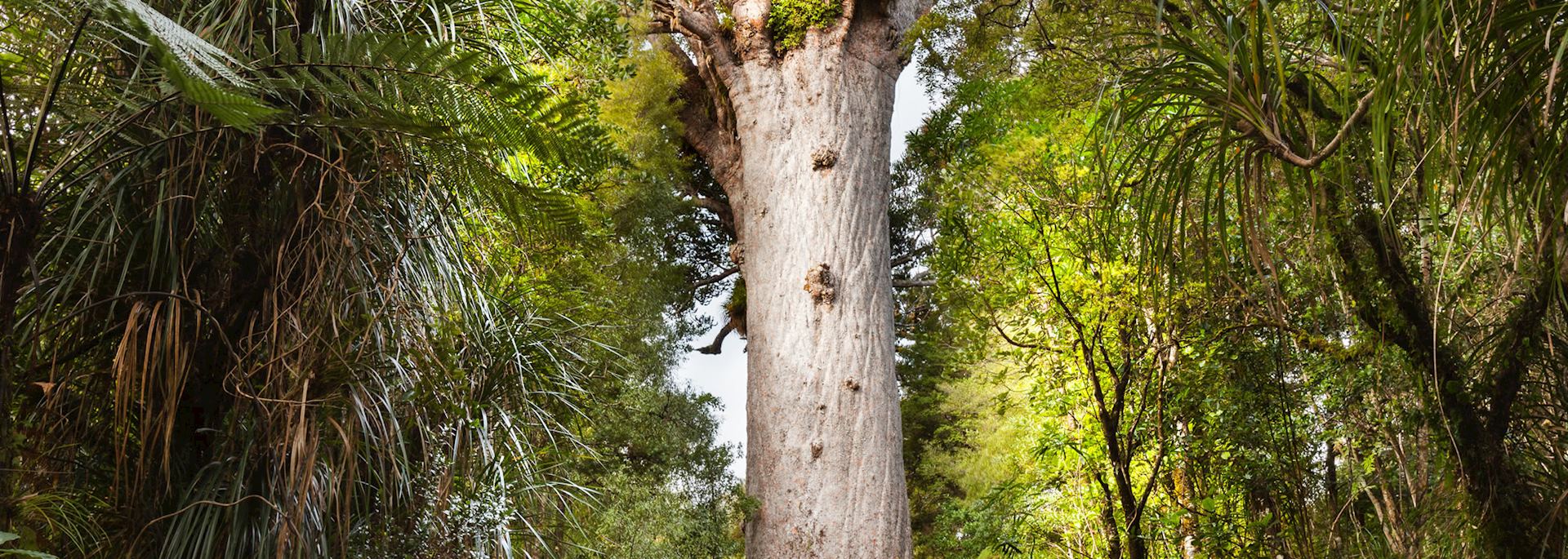 Kauri tree, Waipoua Forest