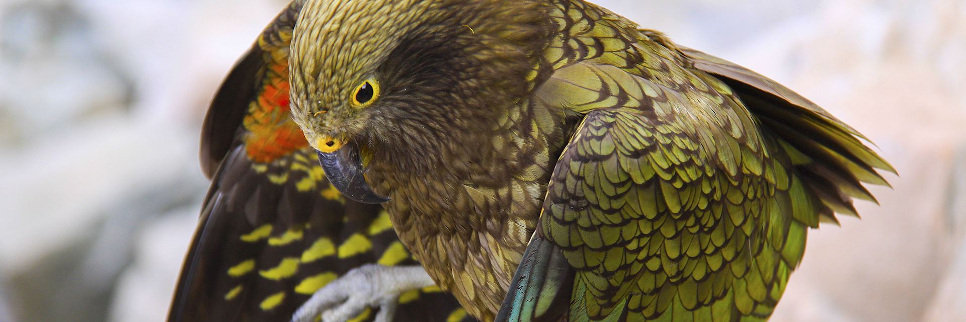 Kea Bird, Aoraki National Park