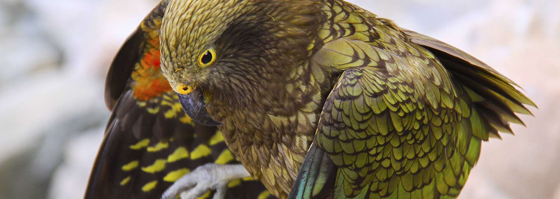 Kea Bird, Aoraki National Park