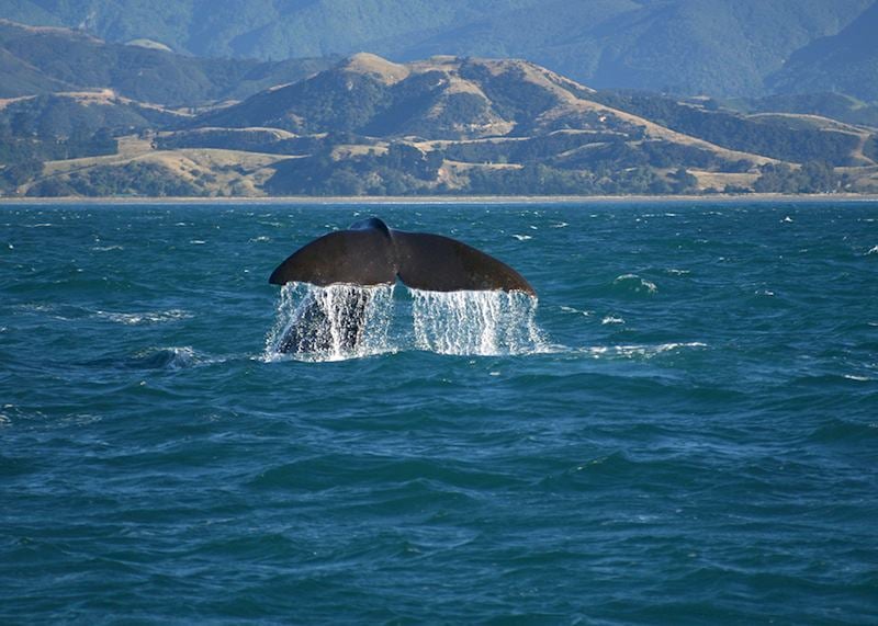Whale fluke, Kaikoura