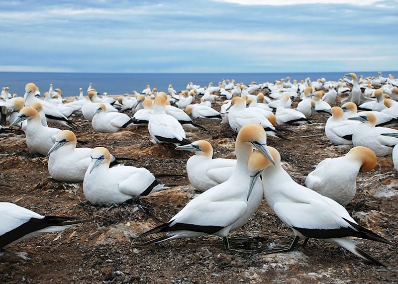 Gannet colony