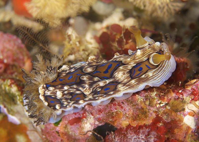 Gem Nudibranch